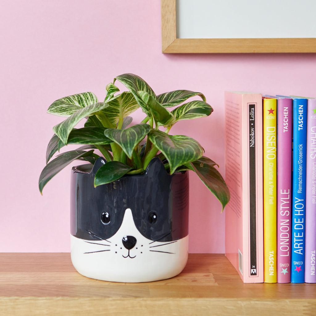 Blumentopf Kitty