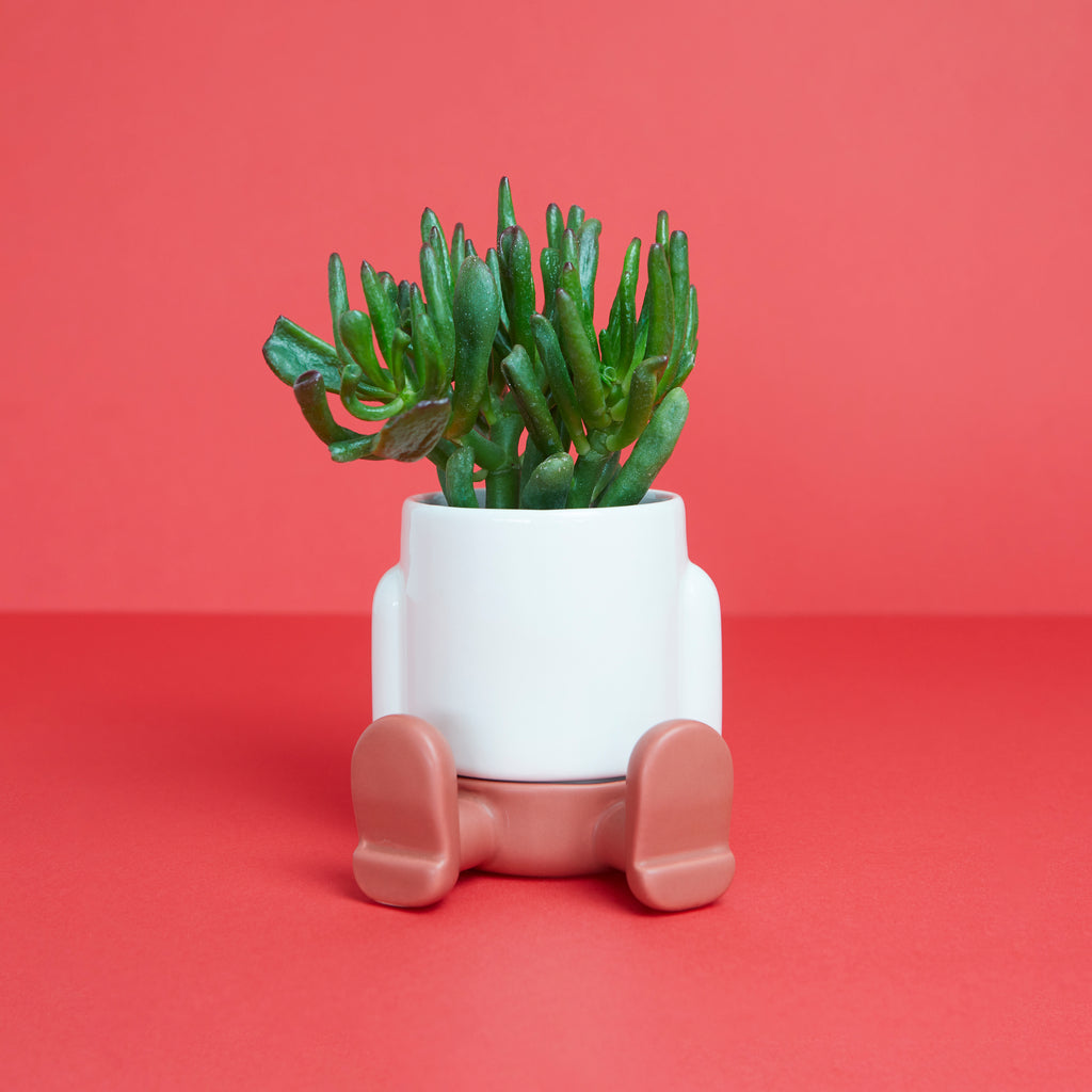 Maceta Mini Mr. Sitty