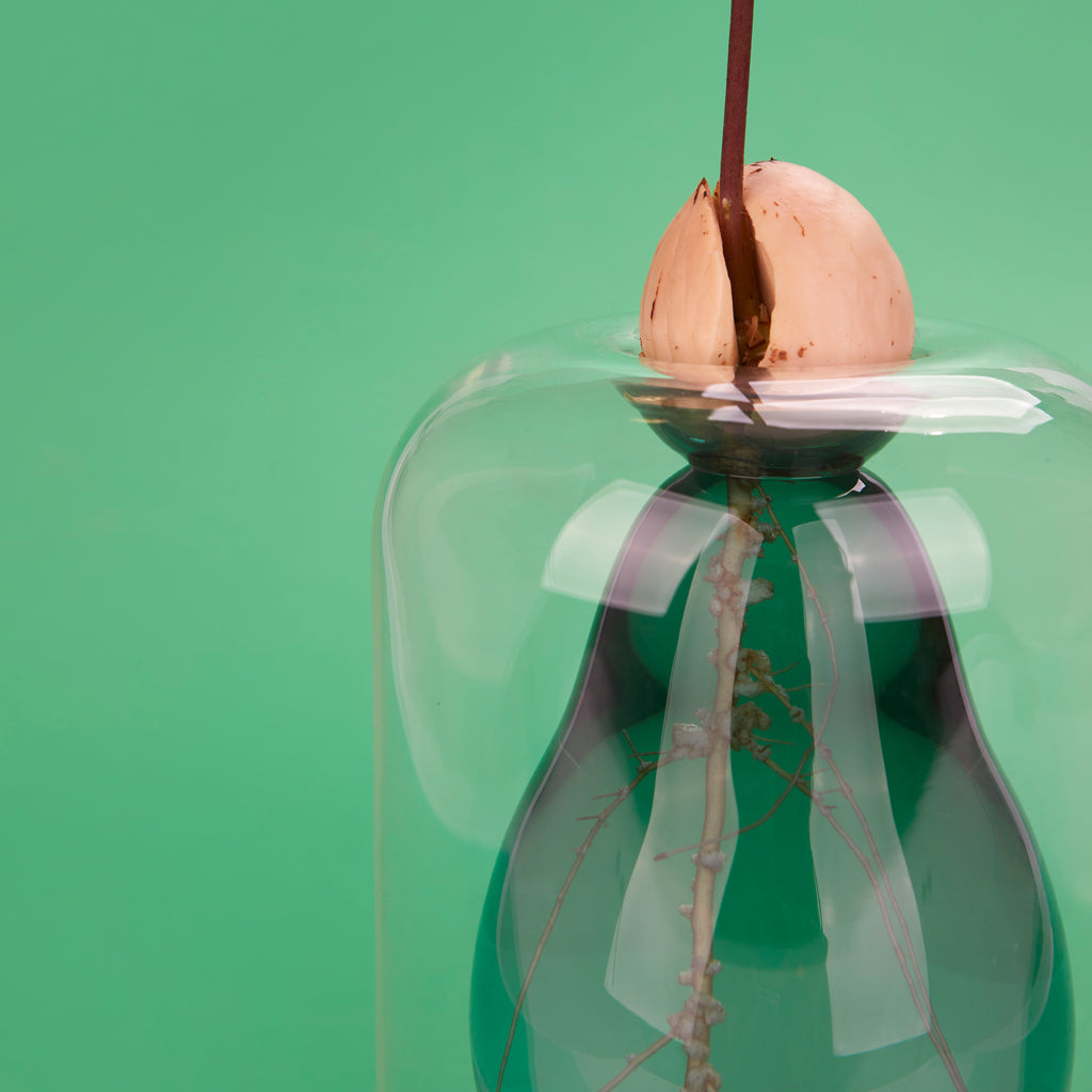 Avocado Vase Seed Grower