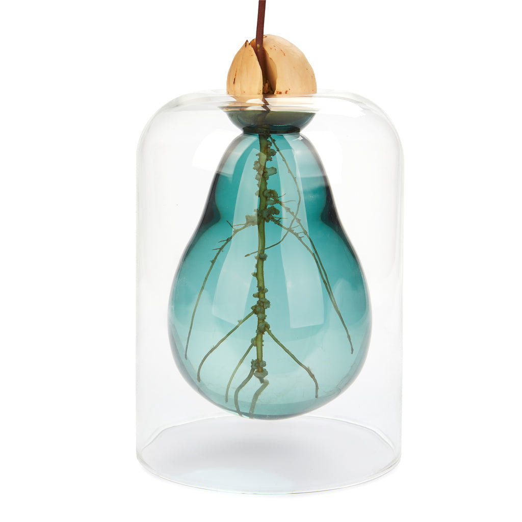 Avocado Vase Seed Grower