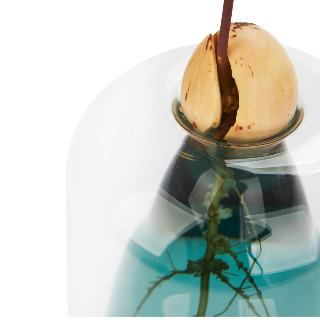 Avocado Vase Seed Grower