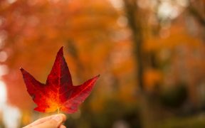 Descubre los mejores planes para Otoño