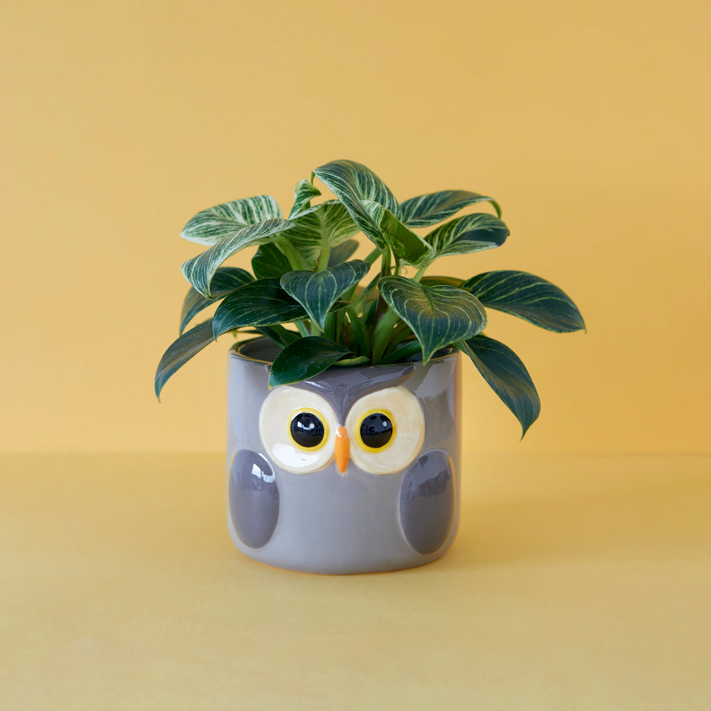 Blumentopf Owl