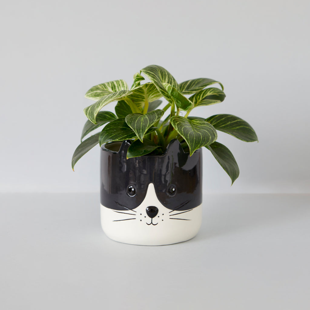 Blumentopf Kitty