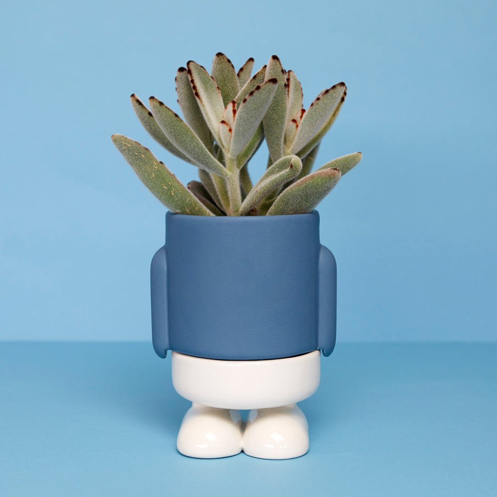 Maceta Mini Mr. Standy