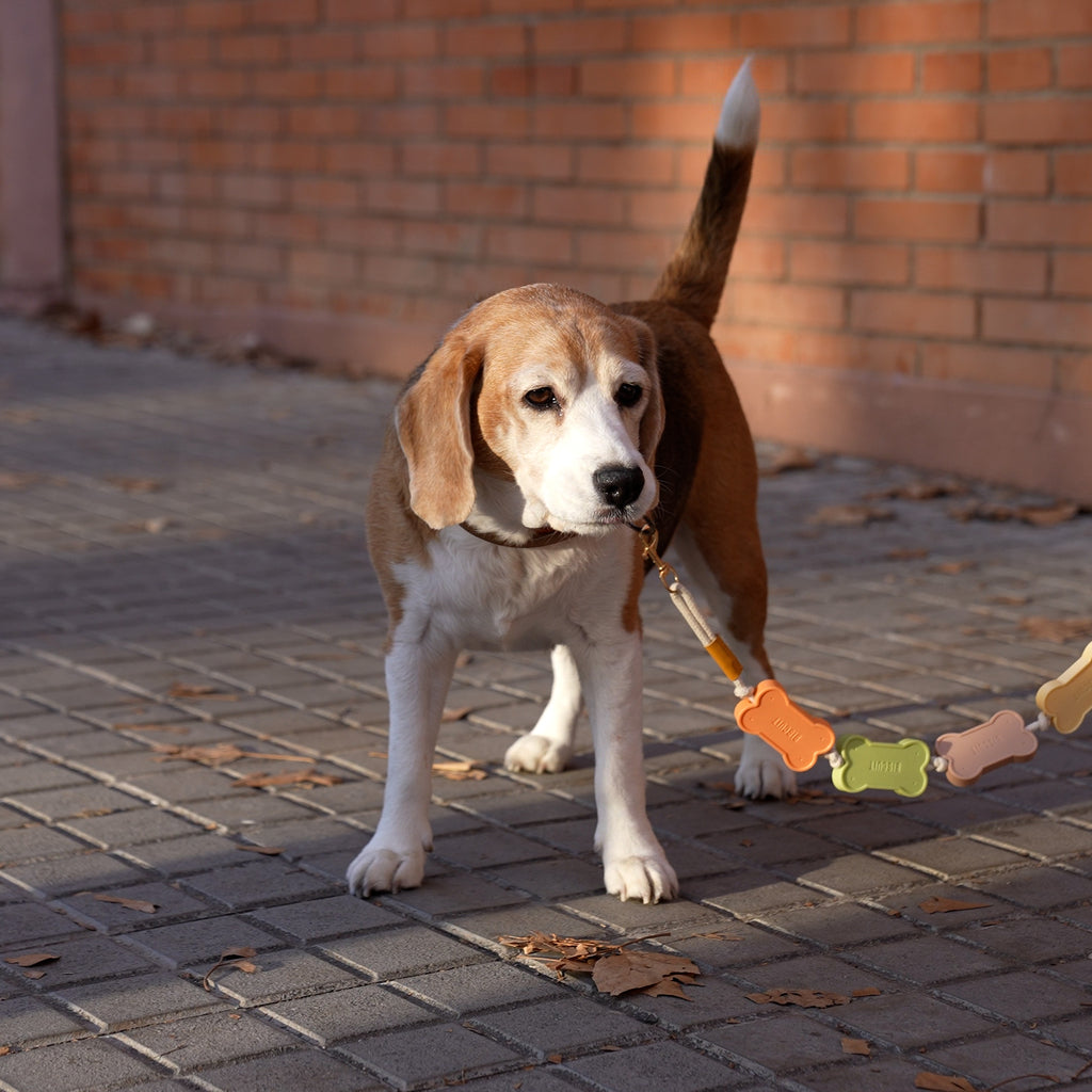 Biscuit Leash