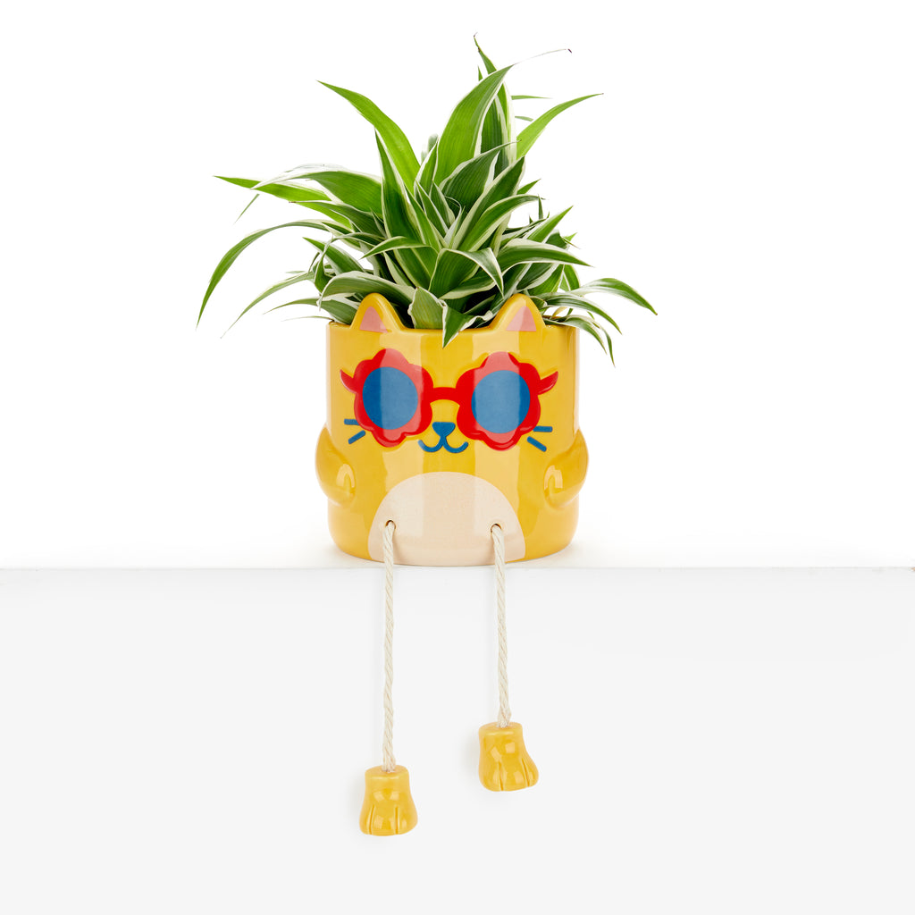 Coprivaso Cool Cat