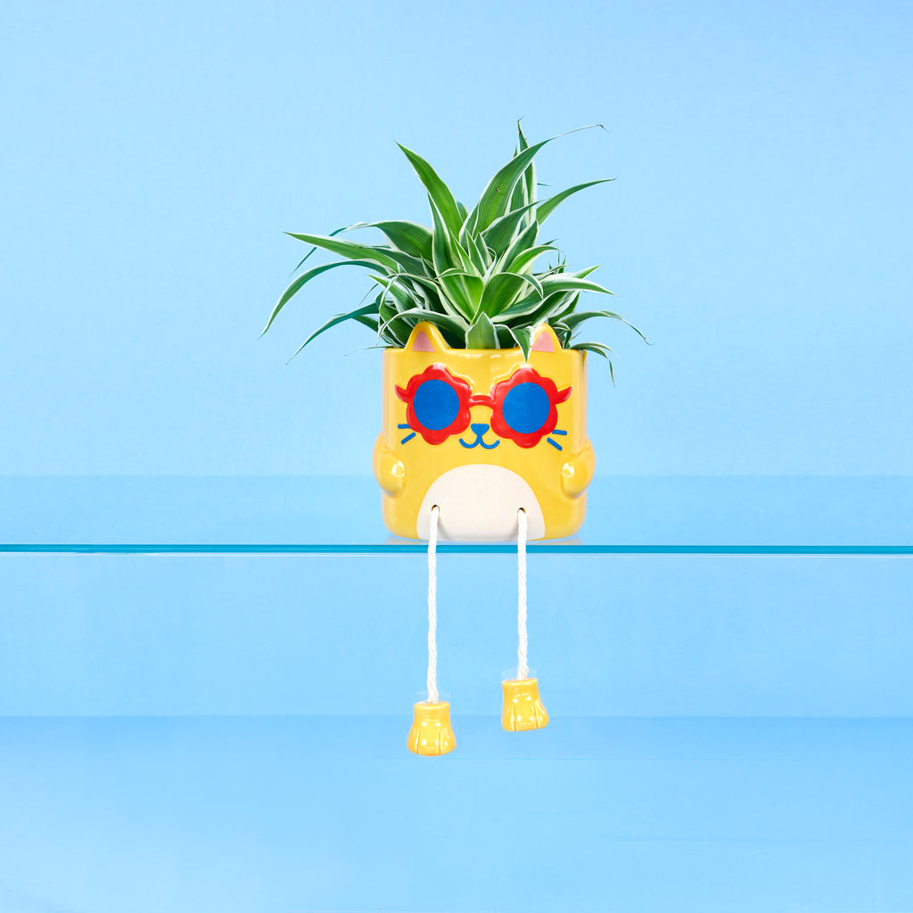 Coprivaso Cool Cat